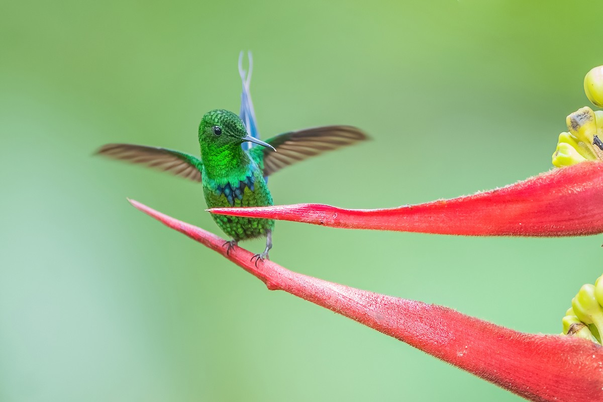 Green Thorntail - Ngoc Sam Thuong Dang