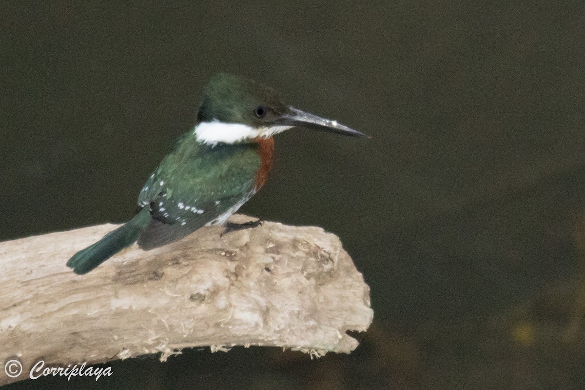 Green Kingfisher - Fernando del Valle