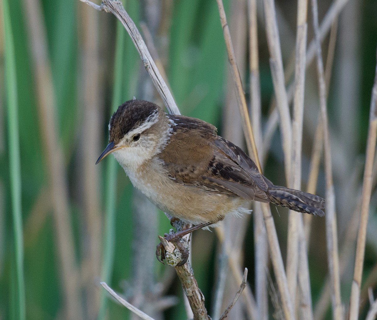 Marsh Wren - Matthew Schuler