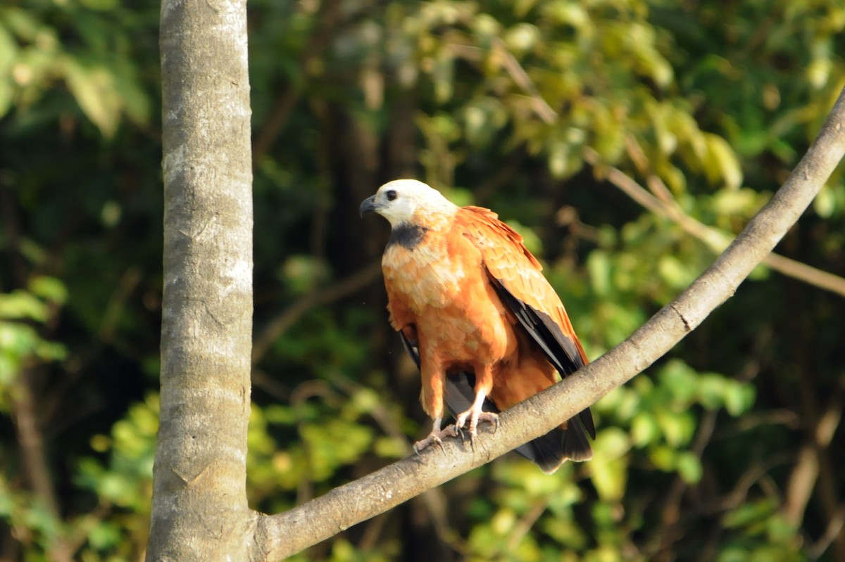 Black-collared Hawk - ML587485111