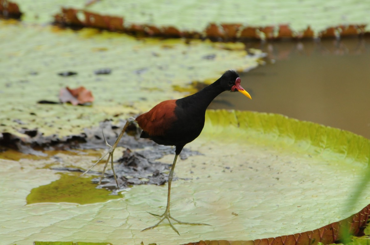 Wattled Jacana - ML587485131