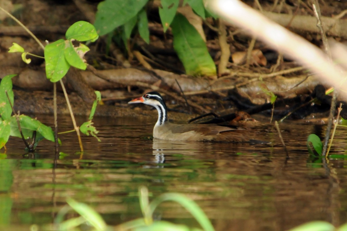 Sungrebe - ML587485201