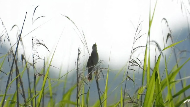 Savi's Warbler - ML587485581
