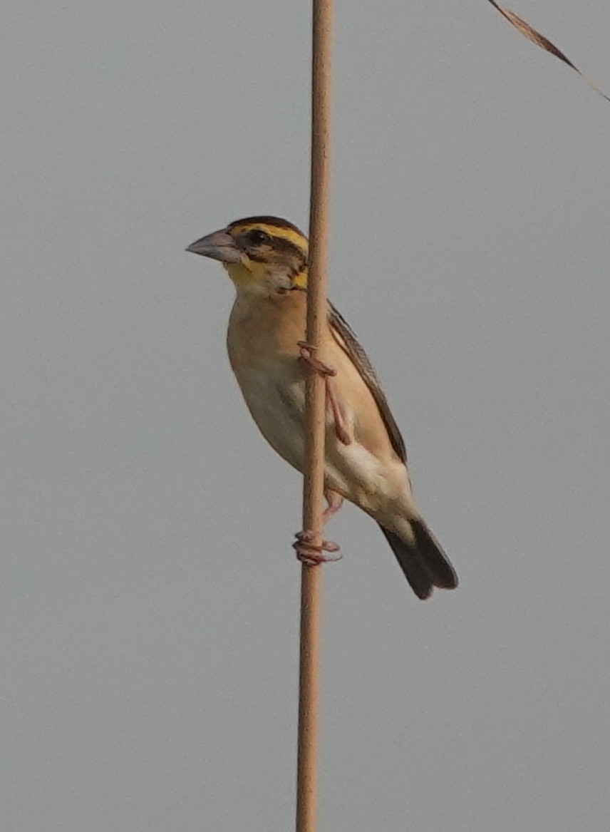 Black-breasted Weaver - Prof Chandan Singh Dalawat