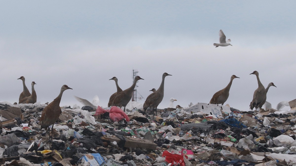 Sandhill Crane - ML587485941