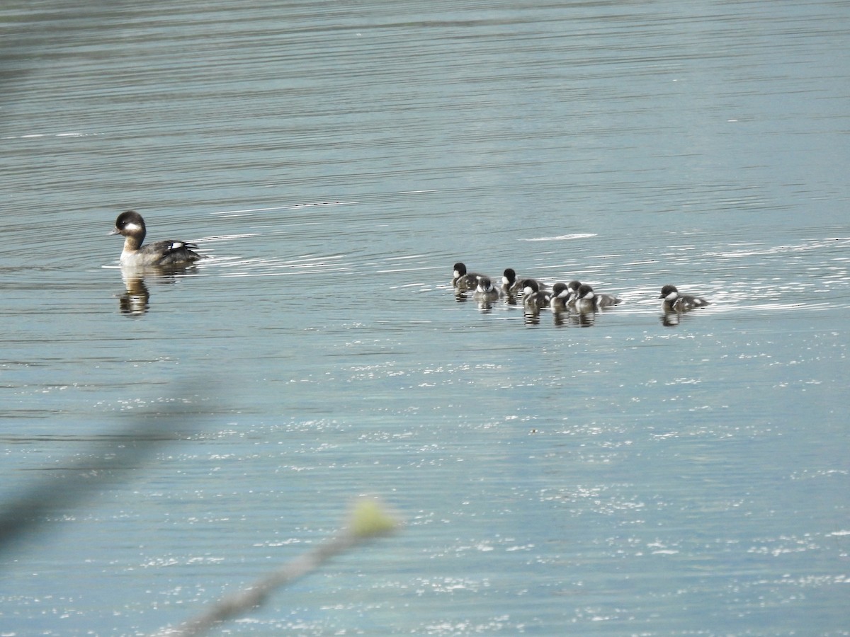 Bufflehead - Brian Wesley