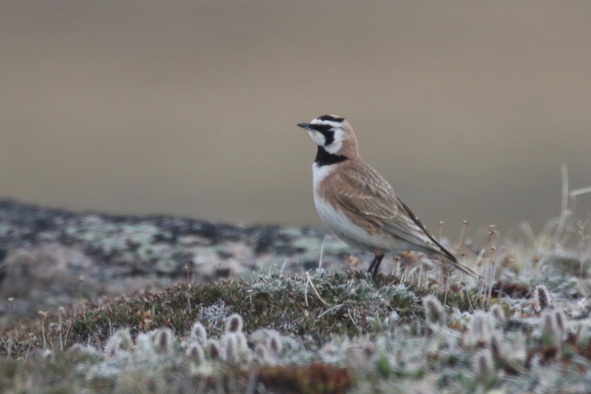 Horned Lark - ML587486361