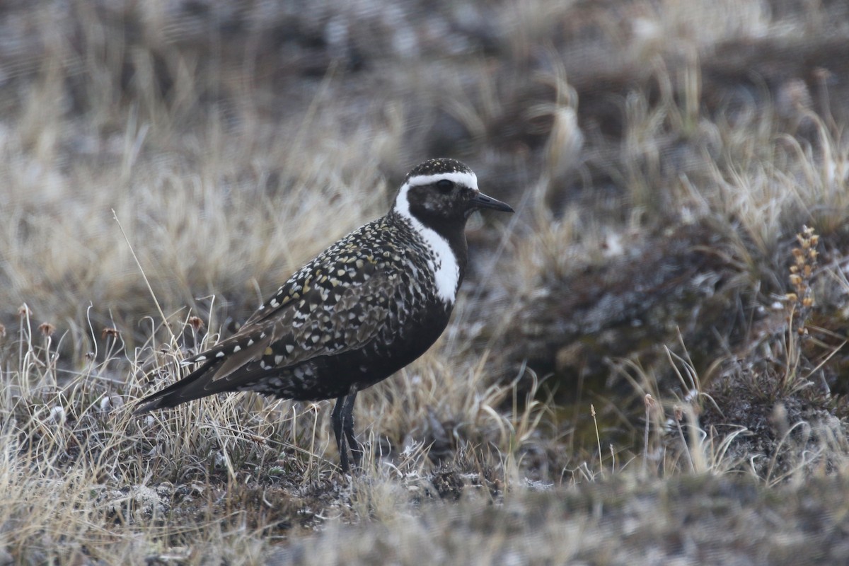 American Golden-Plover - ML587486461