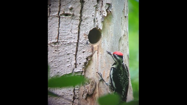 Yellow-bellied Sapsucker - ML587488151