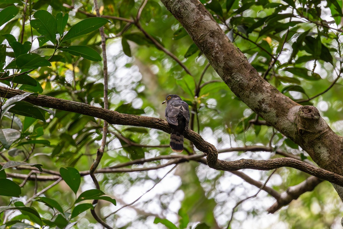 Malaysian Hawk-Cuckoo - ML587488231