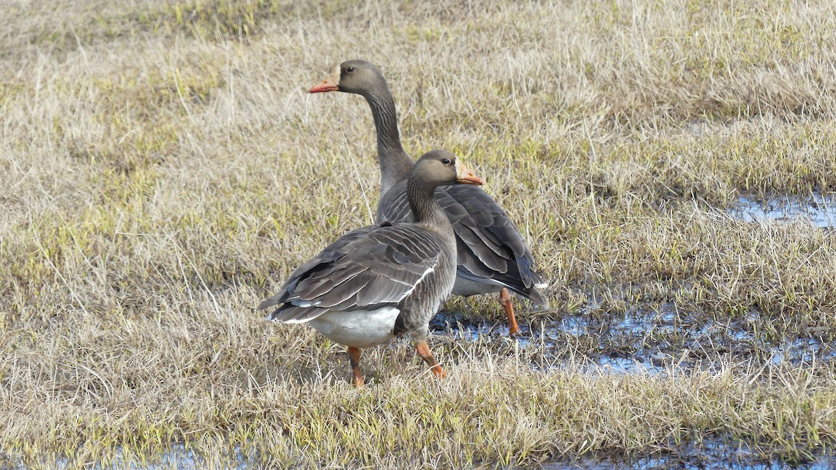 Greater White-fronted Goose - ML587488611