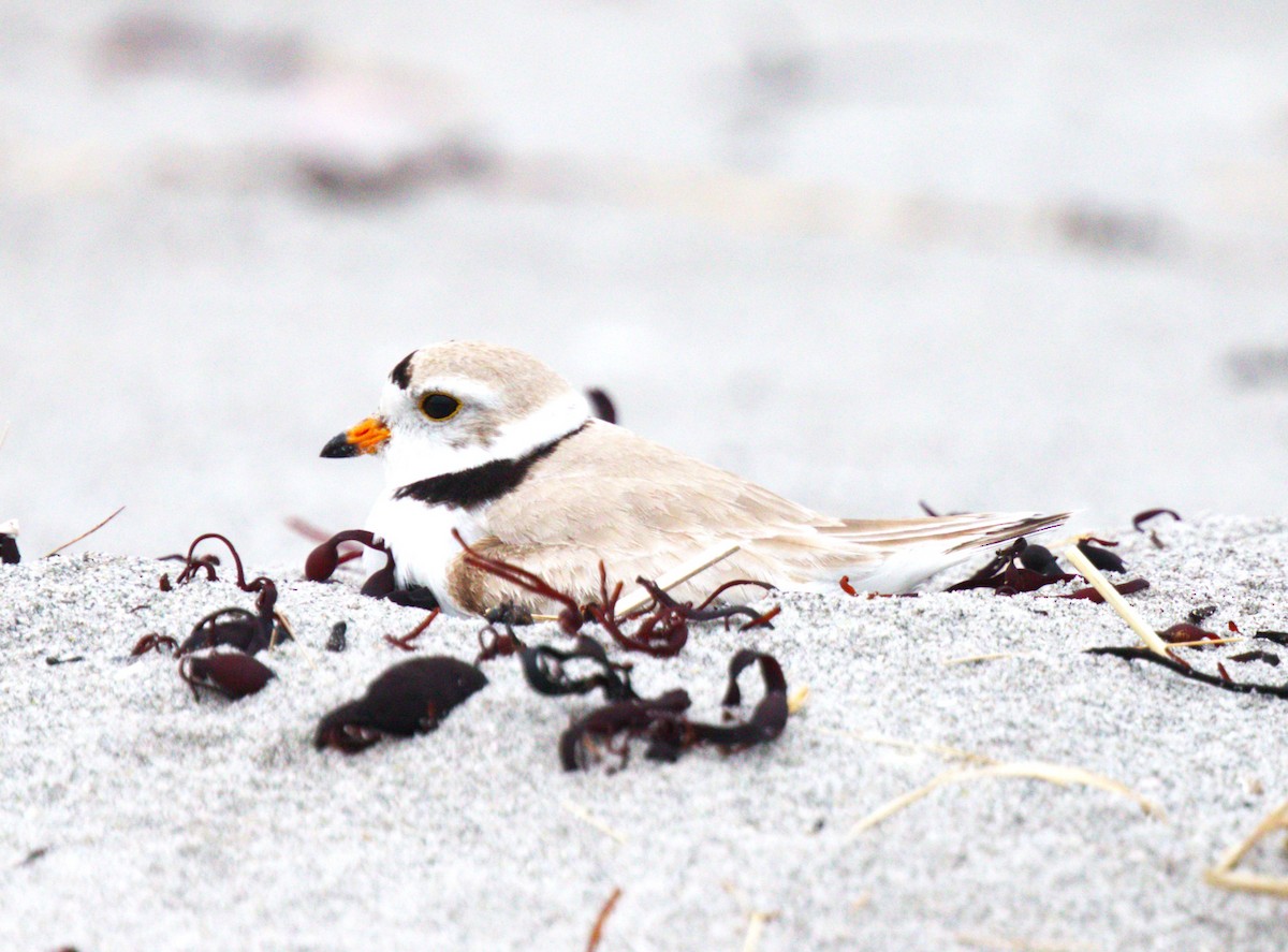 Piping Plover - ML587488731