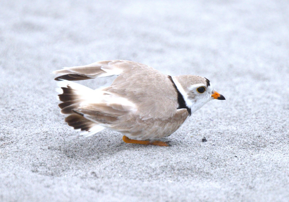 Piping Plover - ML587488741