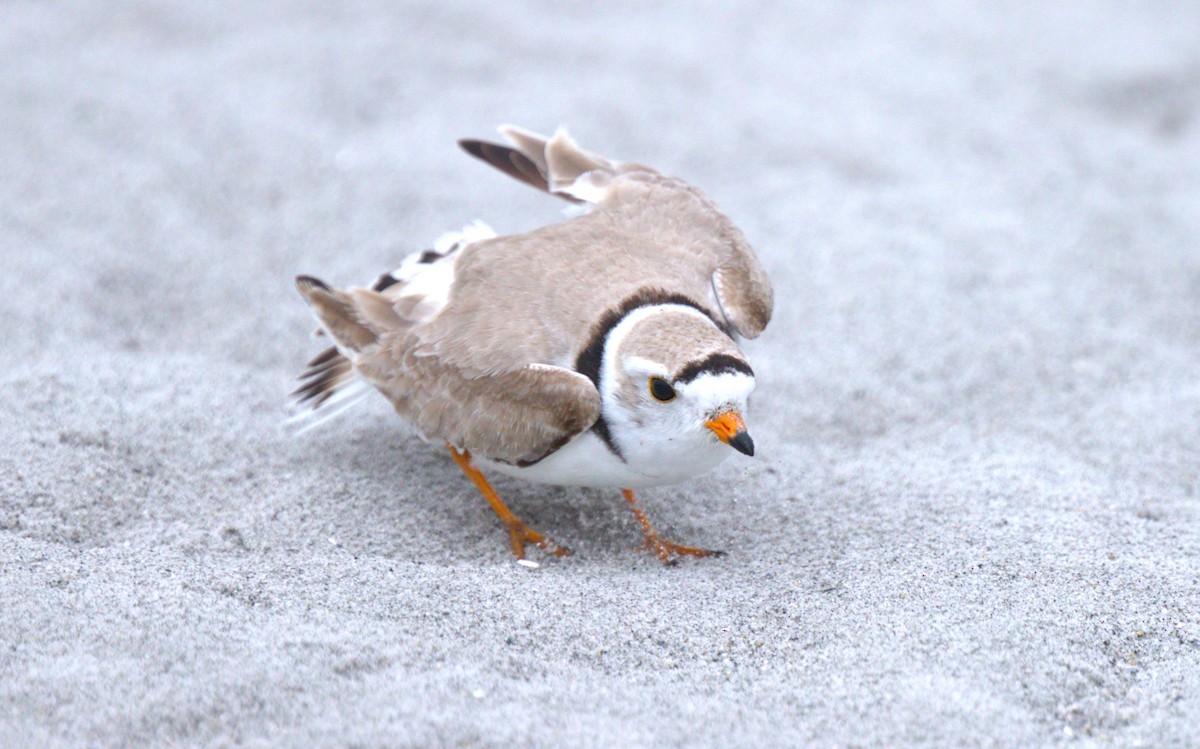 Piping Plover - ML587488751