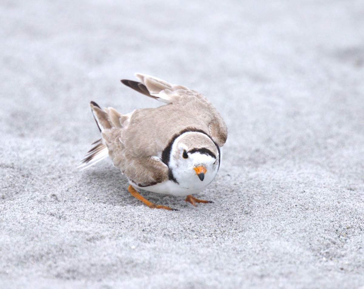 Piping Plover - ML587488761