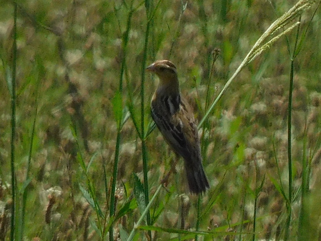 Bobolink - Meghann McLeroy