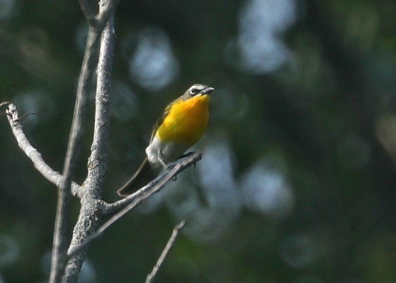 Yellow-breasted Chat - ML587489411