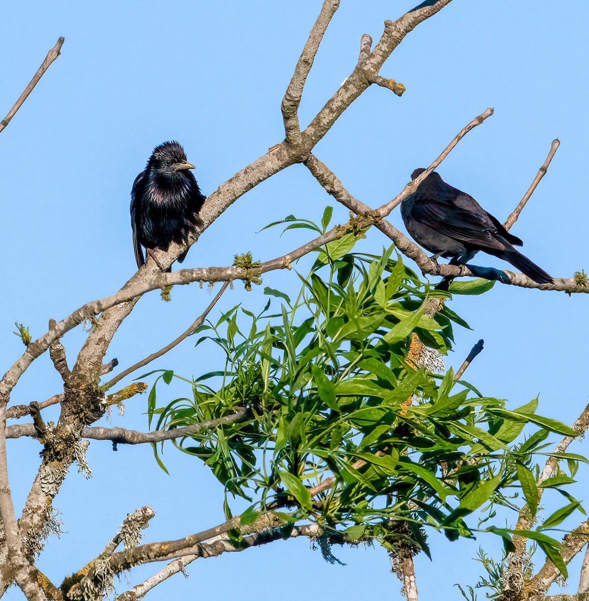 European Starling - ML587489521