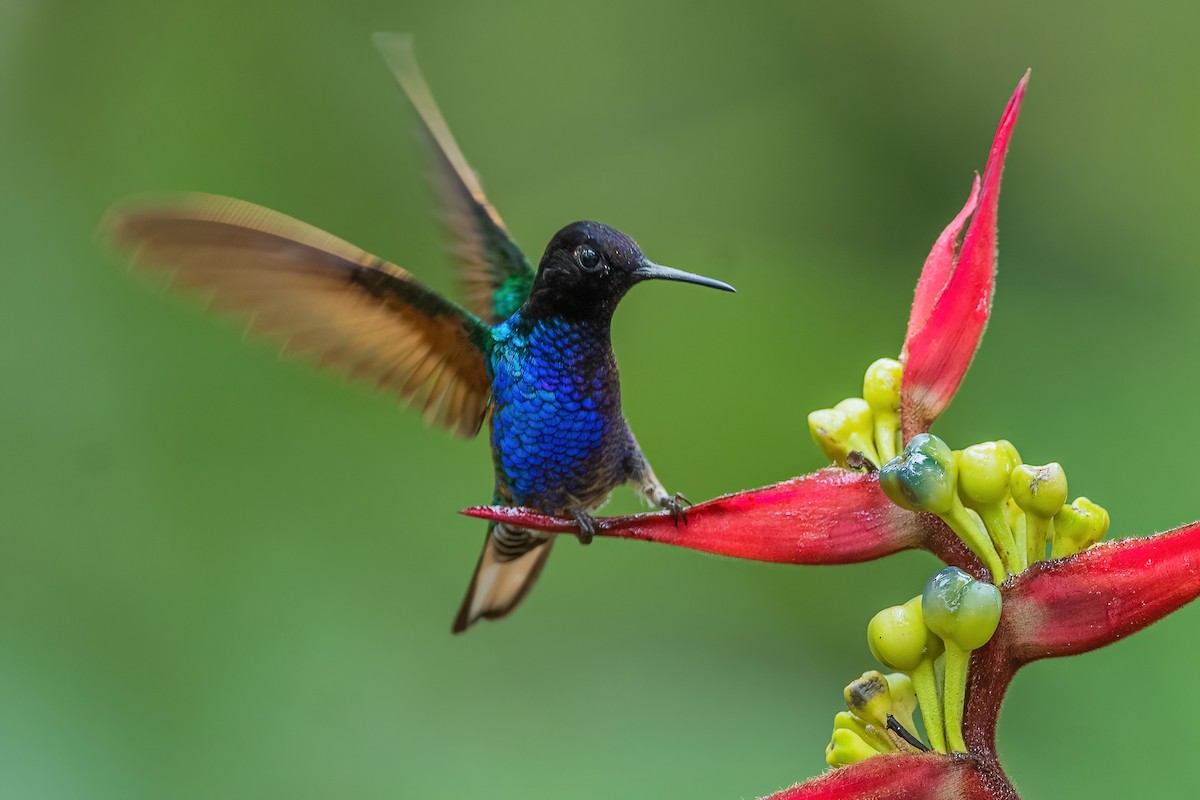 Velvet-purple Coronet - Ngoc Sam Thuong Dang