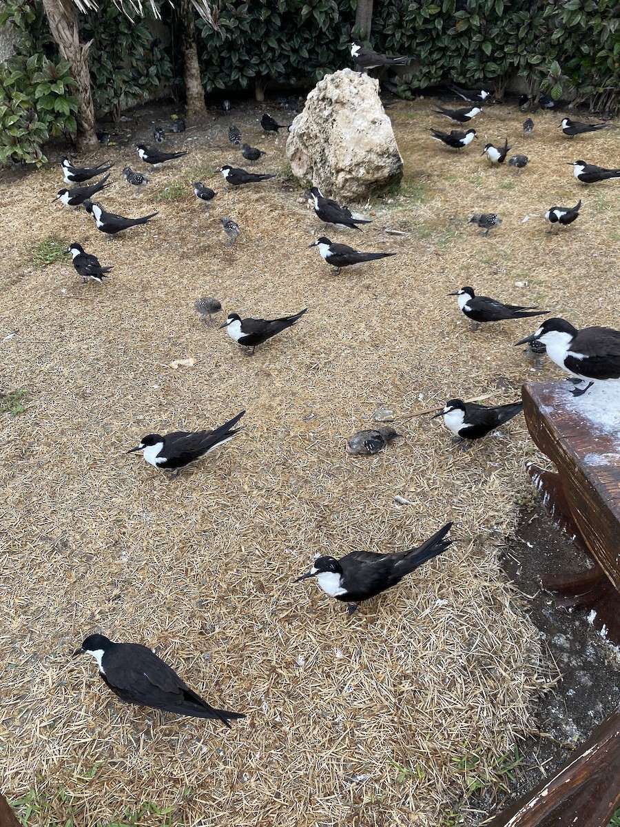 Sooty Tern - ML587491651