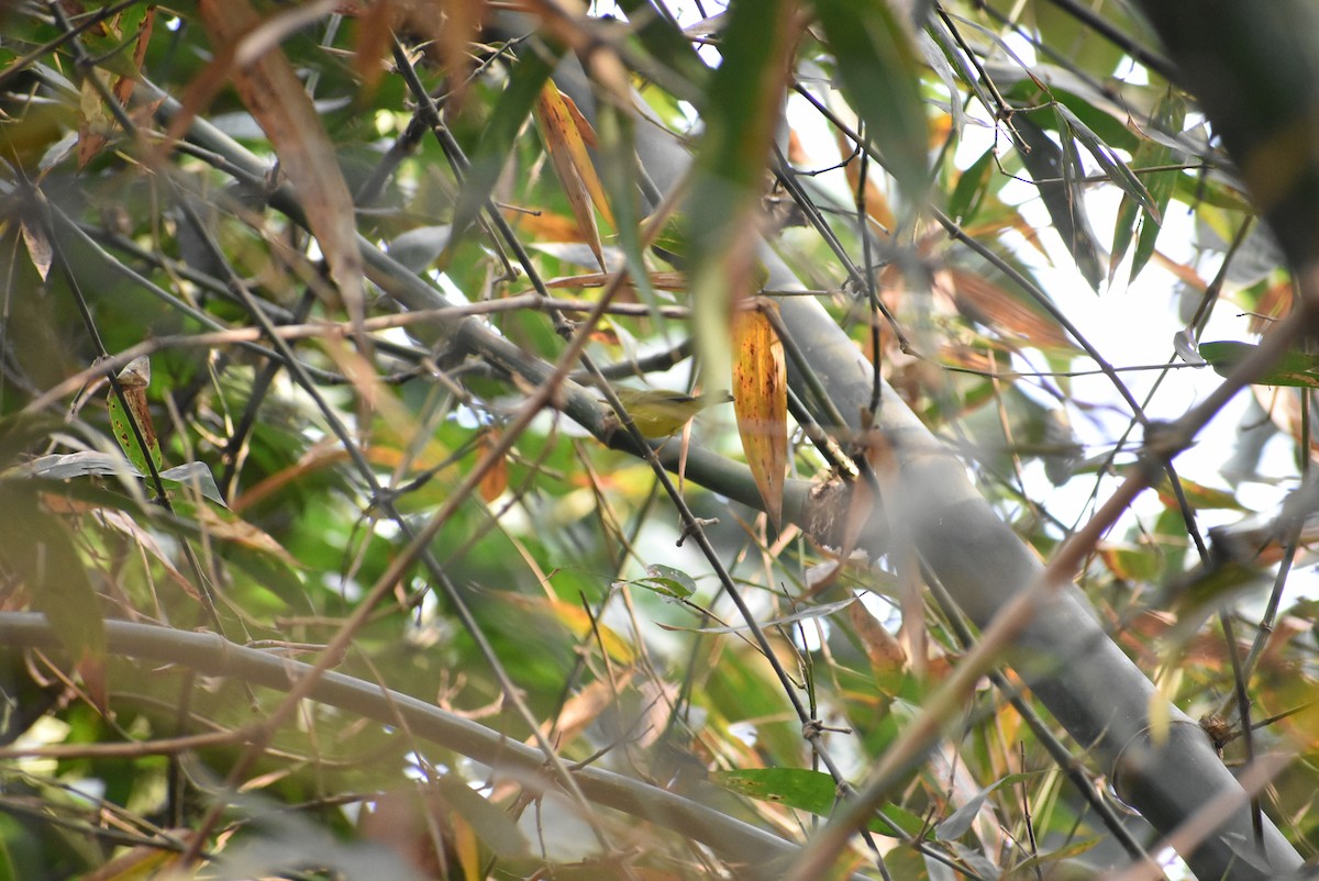 Green-crowned Warbler - Sayak Dolai