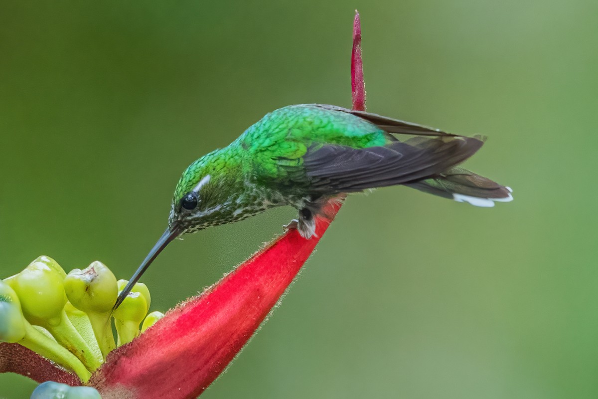 Purple-bibbed Whitetip - ML587492231