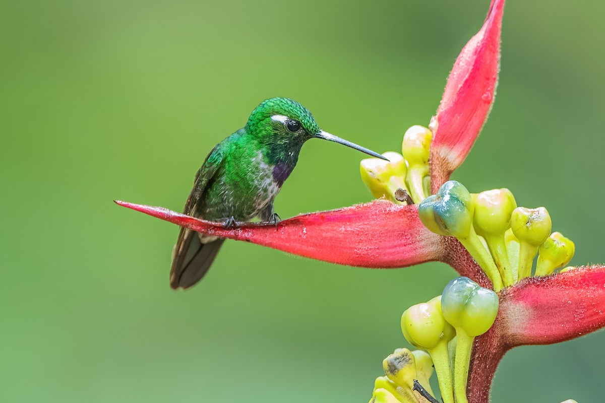 Purple-bibbed Whitetip - ML587492321