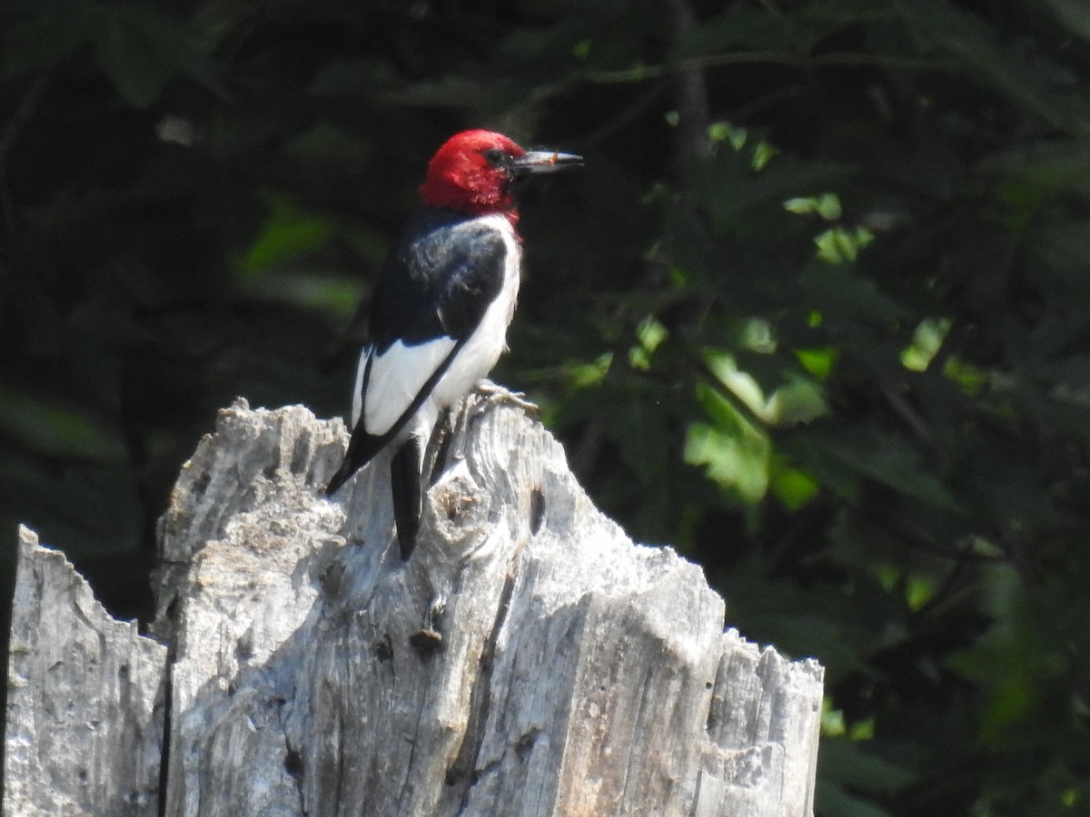 Red-headed Woodpecker - ML587492661