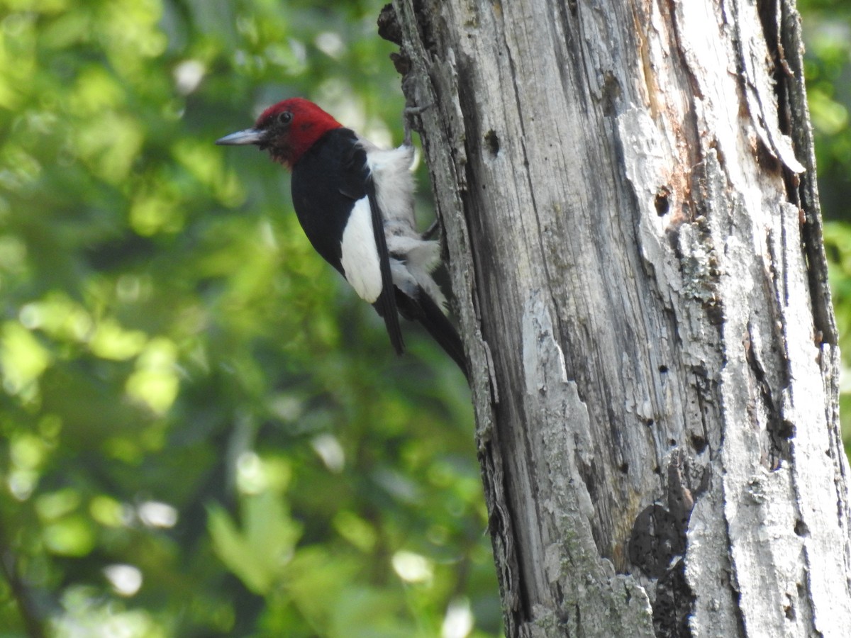 Red-headed Woodpecker - ML587492671