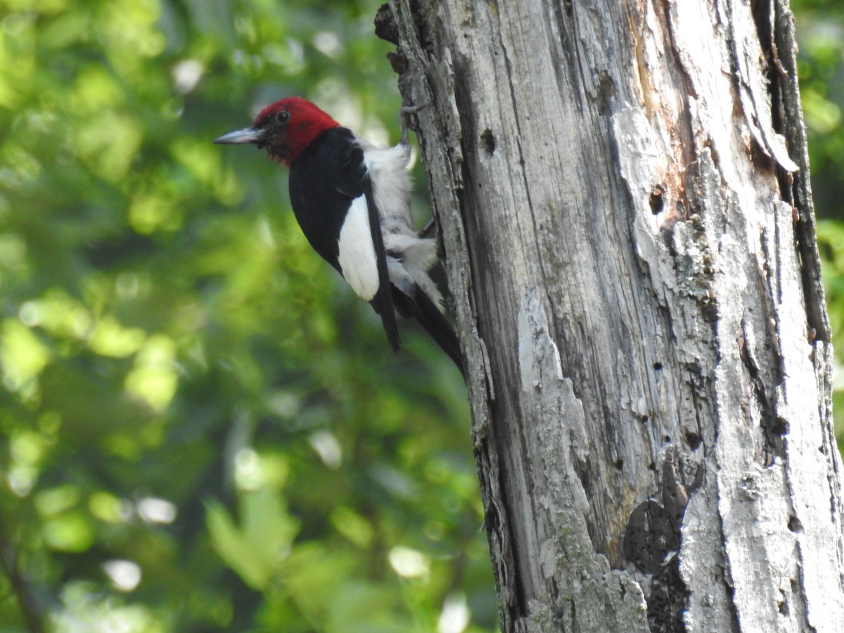 Red-headed Woodpecker - James Holsinger