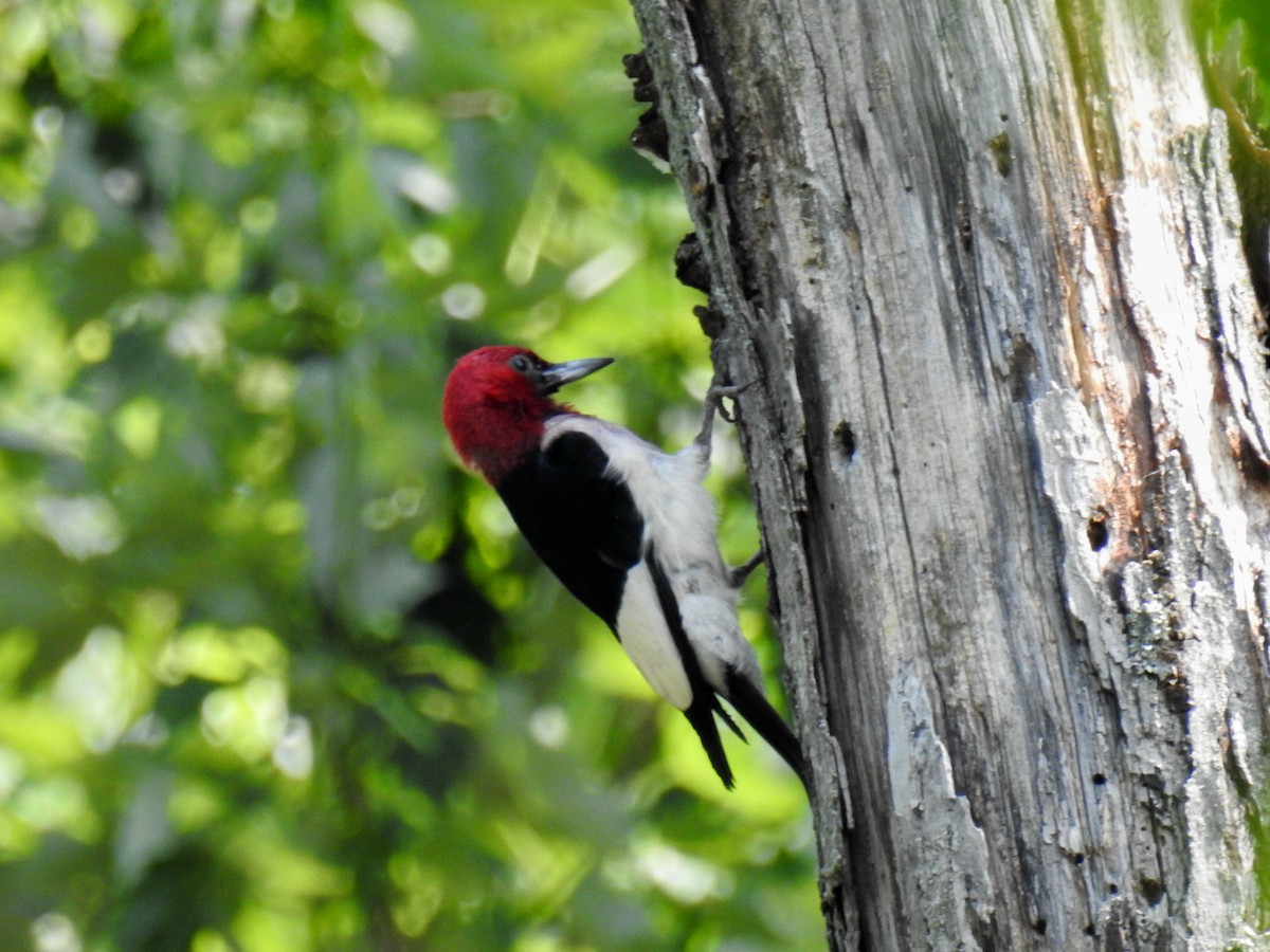 Red-headed Woodpecker - ML587492681