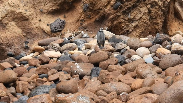 Yellow-crowned Night Heron (Galapagos) - ML587493171