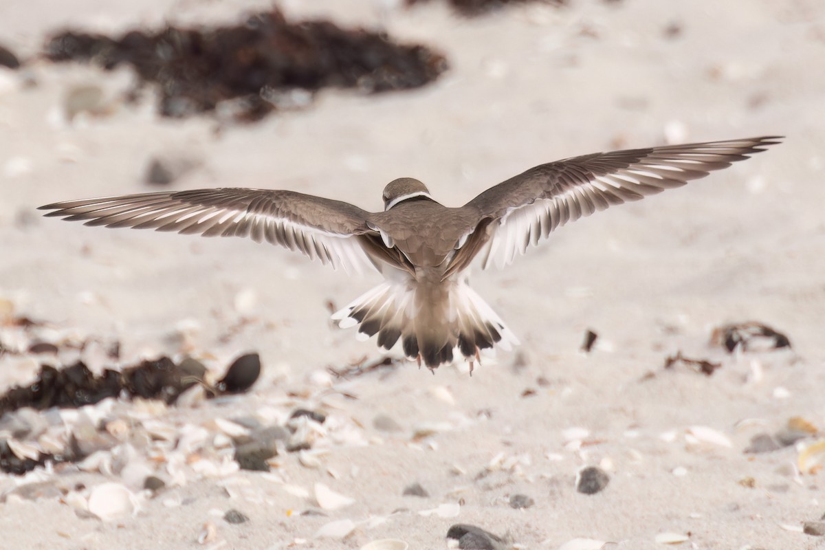 Common Ringed Plover - Graeme Risdon