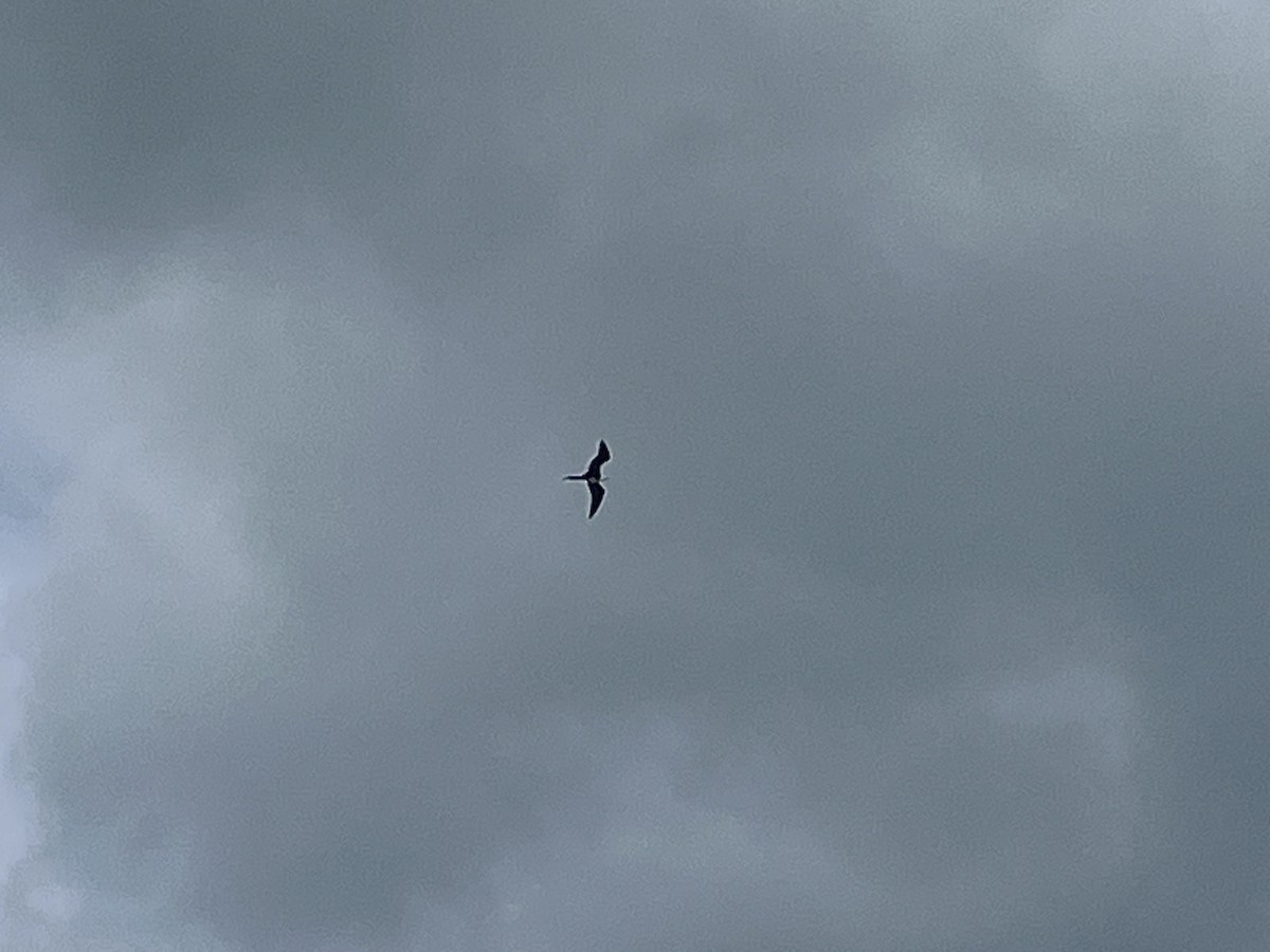 Magnificent Frigatebird - ML587493951