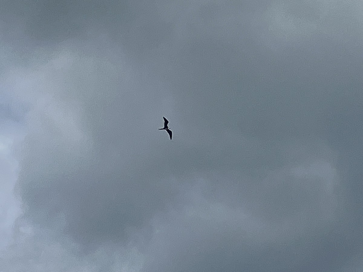 Magnificent Frigatebird - ML587493971