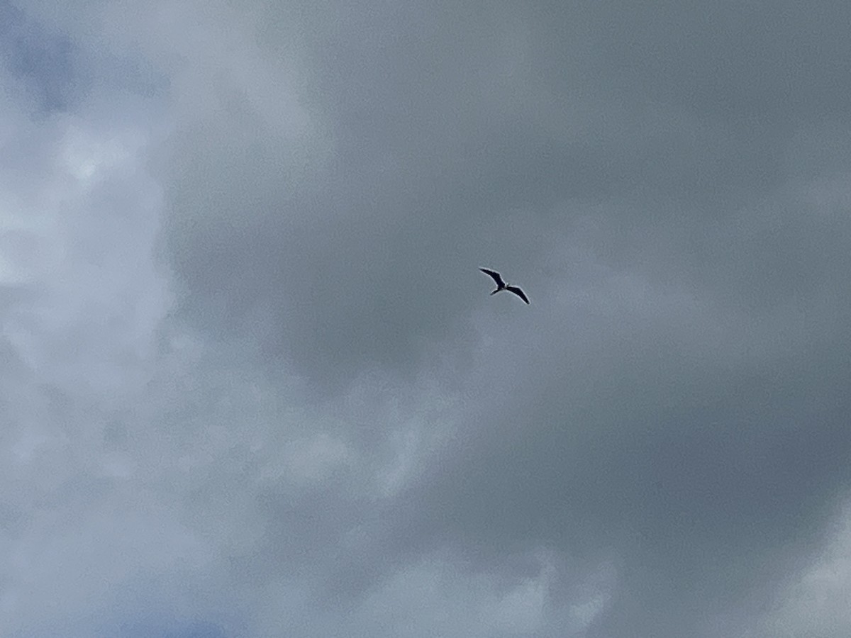 Magnificent Frigatebird - ML587494011