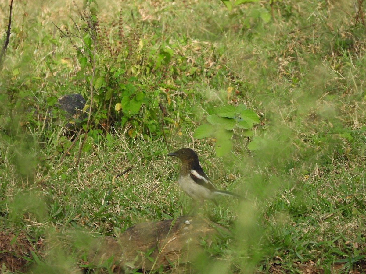 Oriental Magpie-Robin - Hakimuddin F Saify