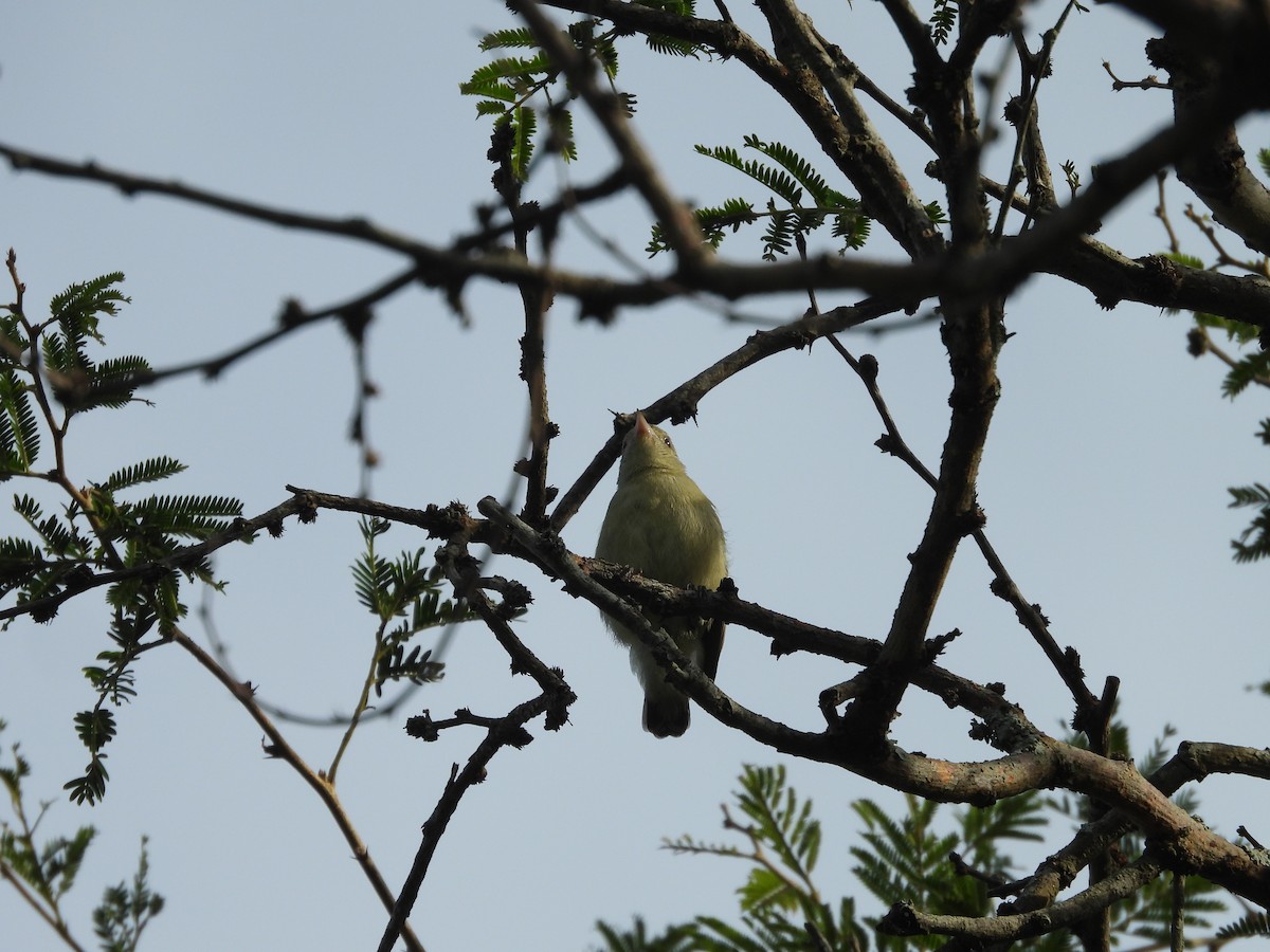 Pale-billed Flowerpecker - ML587494181