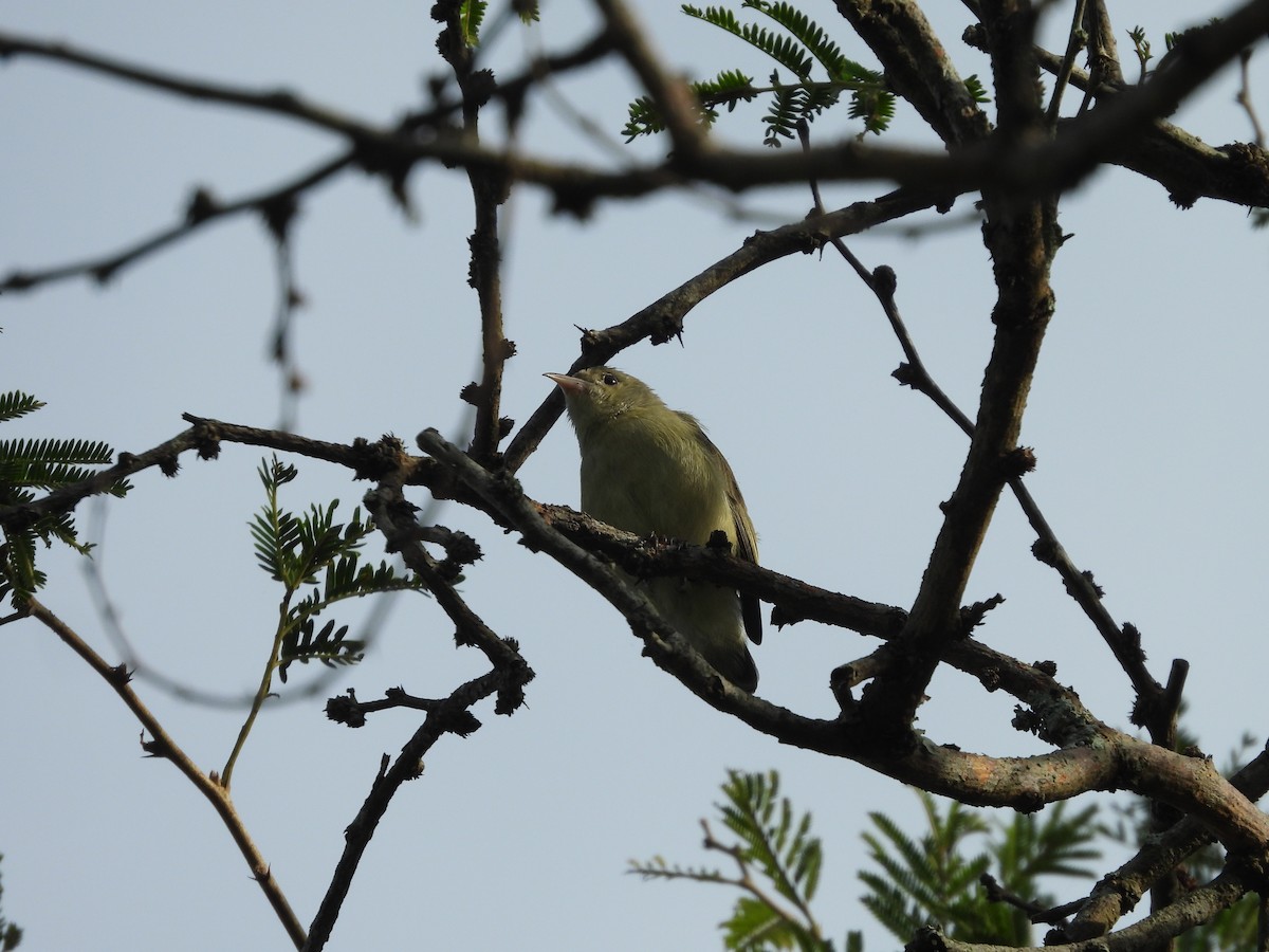 Pale-billed Flowerpecker - Hakimuddin F Saify