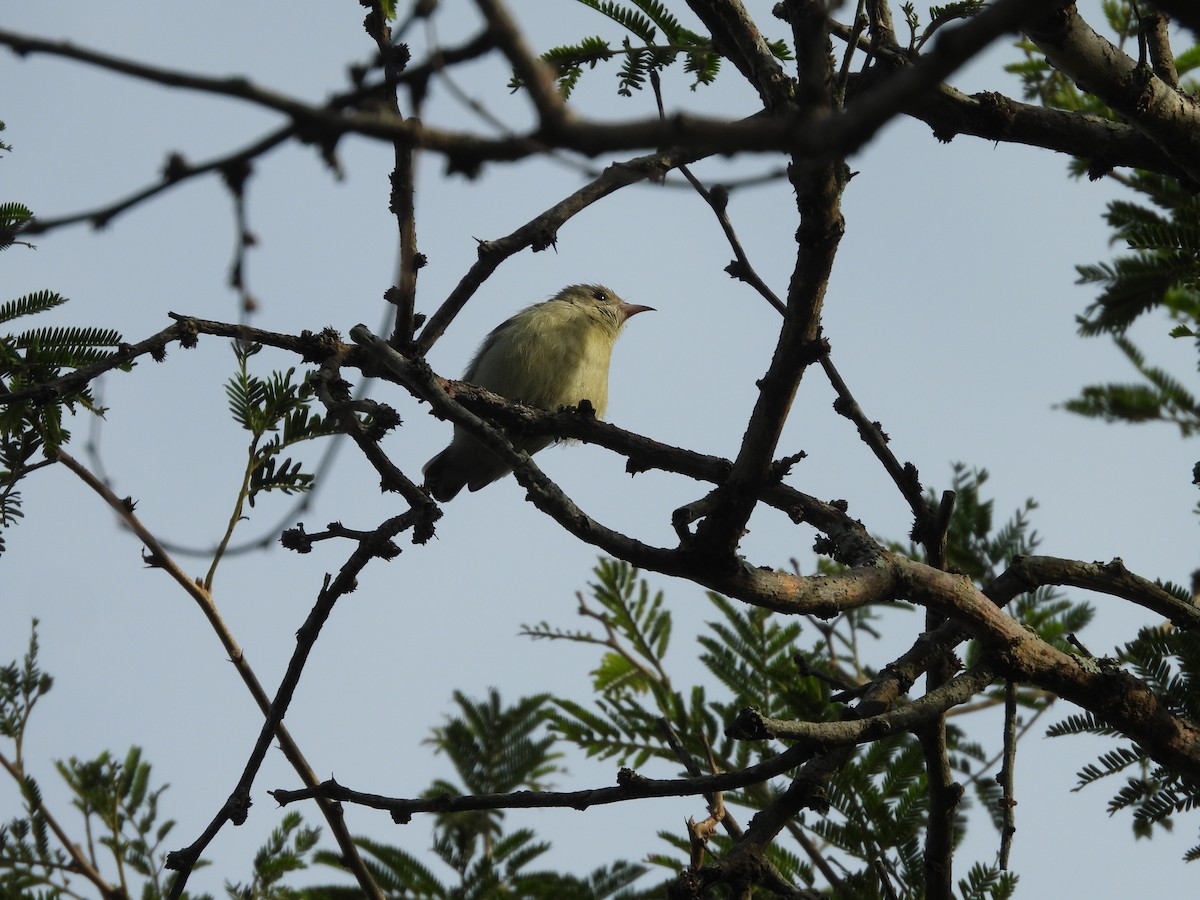 Pale-billed Flowerpecker - ML587494201