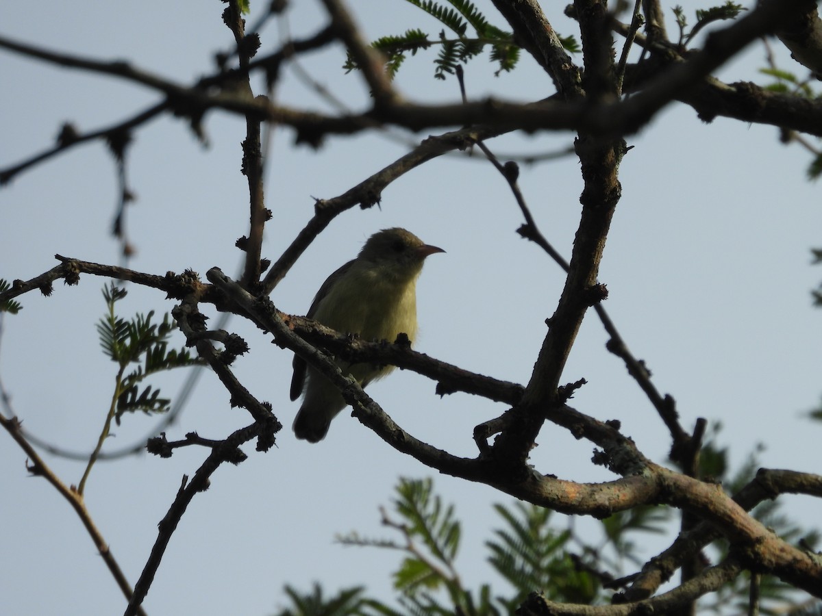 Pale-billed Flowerpecker - ML587494211