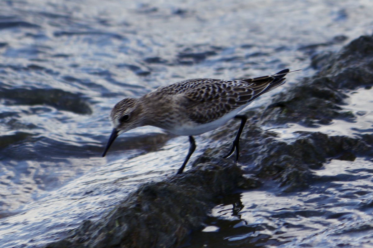 Baird's Sandpiper - ML587494701