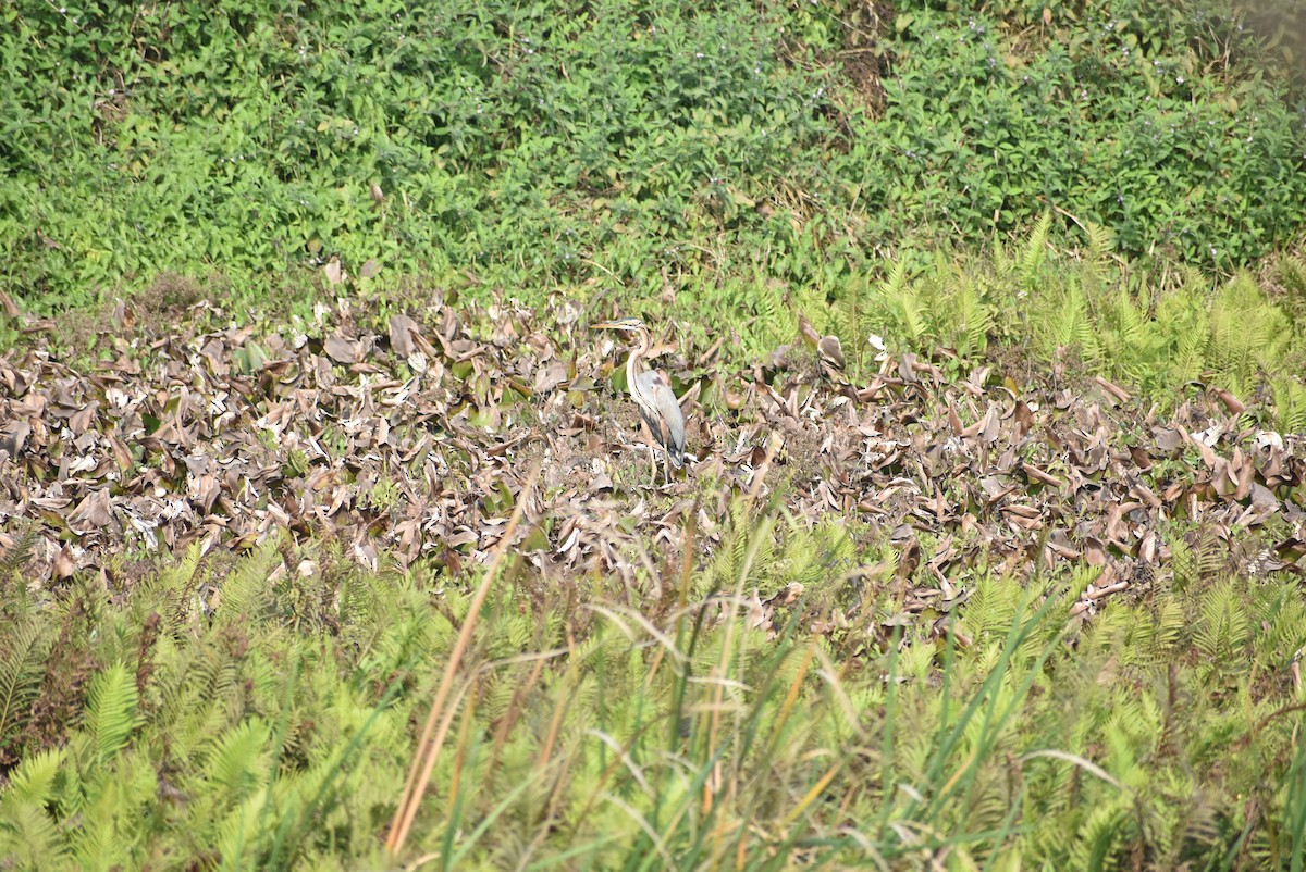 Purple Heron - ML587495071