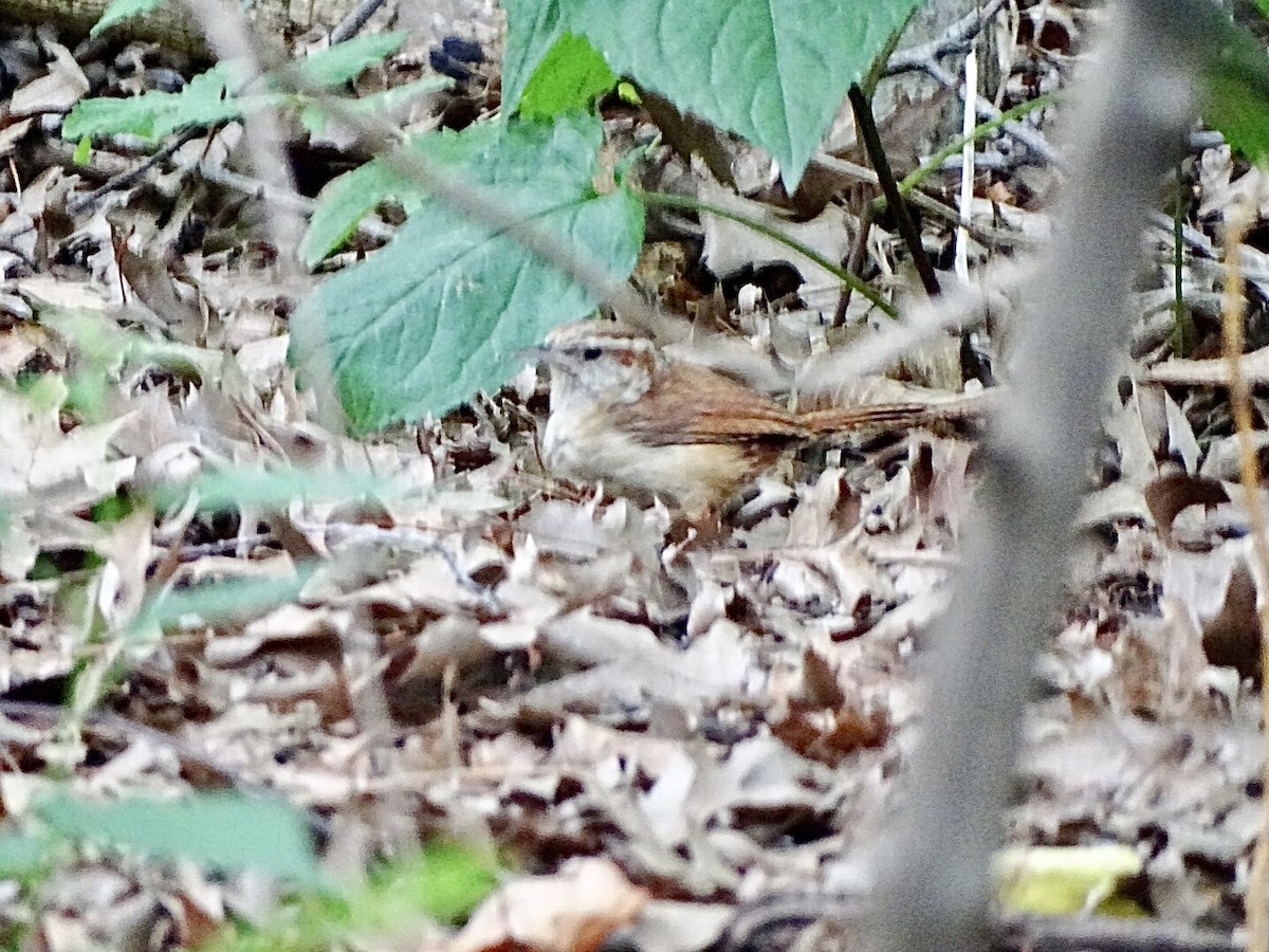 Carolina Wren - ML587495471