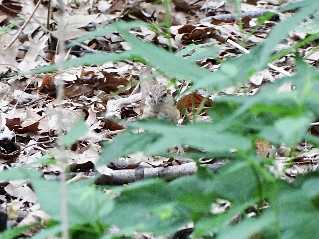 Carolina Wren - ML587495481