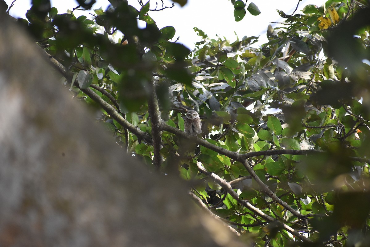 Spotted Owlet - Sayak Dolai