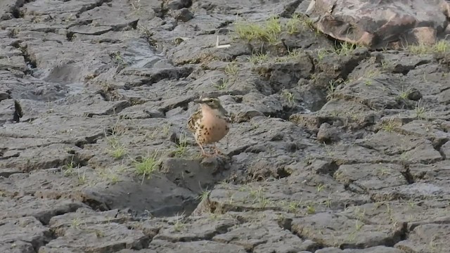 ウスベニタヒバリ - ML587495831