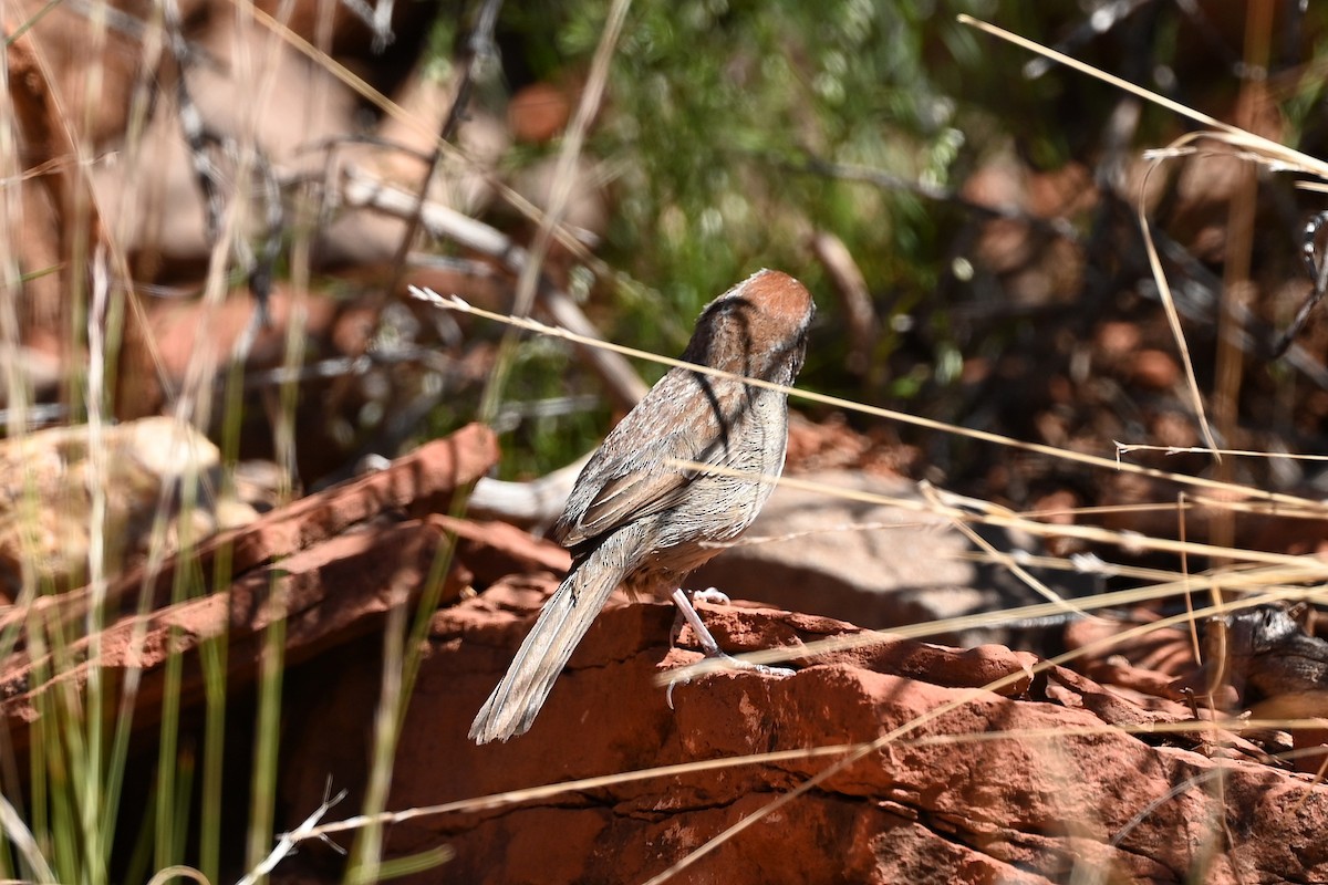 Rufous-crowned Sparrow - Dan O'Brien