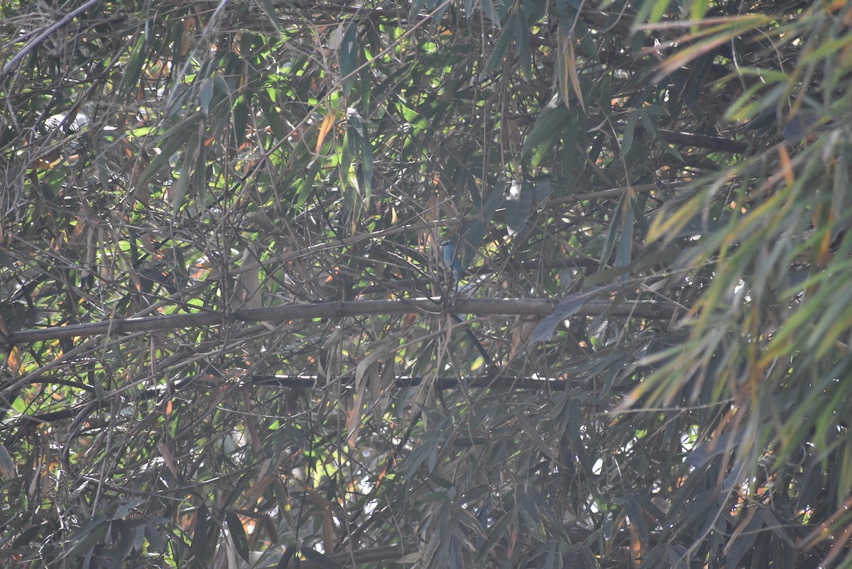 Verditer Flycatcher - Sayak Dolai