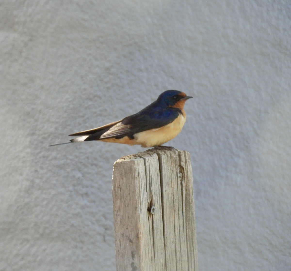 Barn Swallow - ML587496991